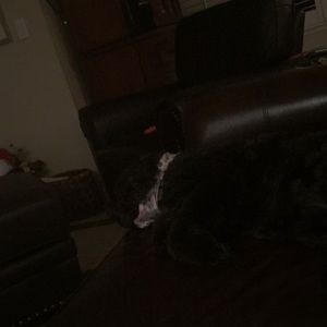 Meet your Posher, Claudia